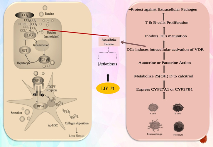 Graphical Abstract